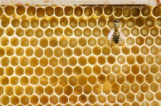 Single honeybee on a comb - closeup