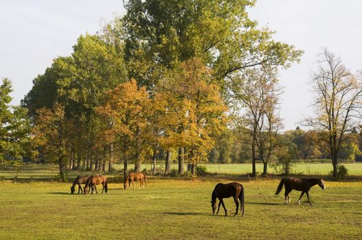 Horses grazing
