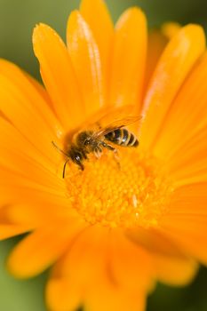 Bee on orange flower collecting pollen and nectar