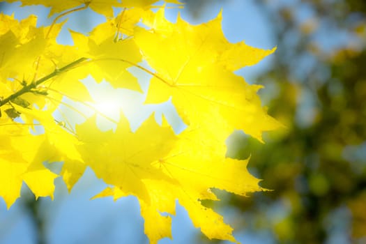 Backround with autumn leaves