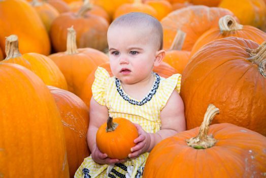Adorable Pumpkin Patch Baby holding a small pumpkin while looking confused or unimpressed