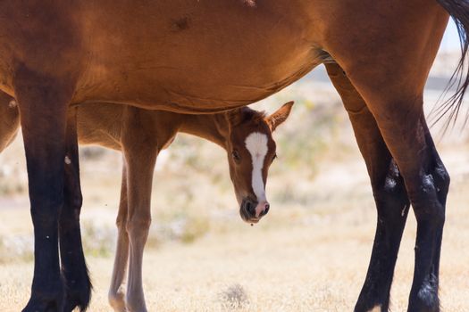 brown horse with a foal on the farm