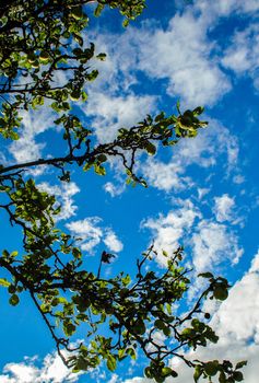 A appletree with green apples in Norway.