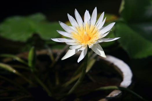 White water-lily with leaves isolated from dark water