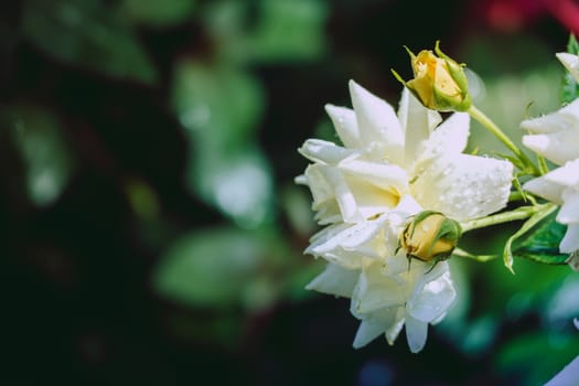 Roses in the garden filtered, Roses are beautiful with a beautiful sunny day.