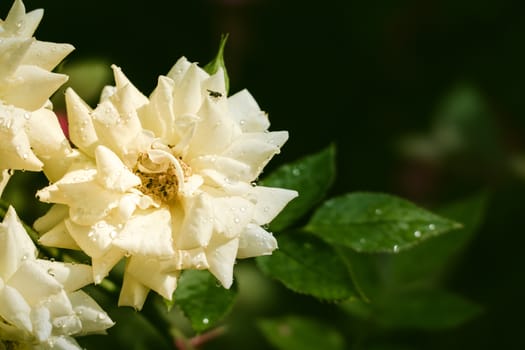 Roses in the garden filtered, Roses are beautiful with a beautiful sunny day.