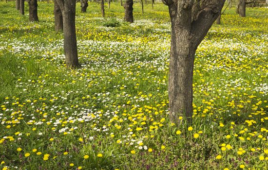 Old orchard in spring a meadow full of dandelions and white daises