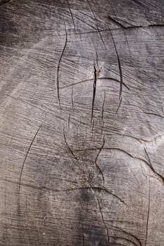 Old Tree, with lines showing growth.