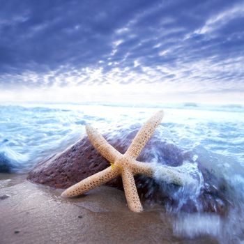 Starfish in tropical sea water on the beach.