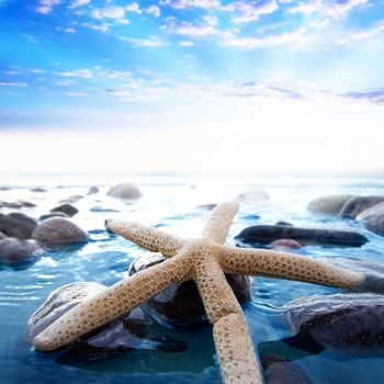 Starfish in tropical sea water on the beach.