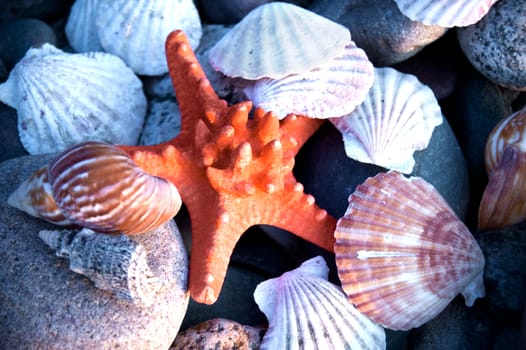 Starfish and shells with stones.