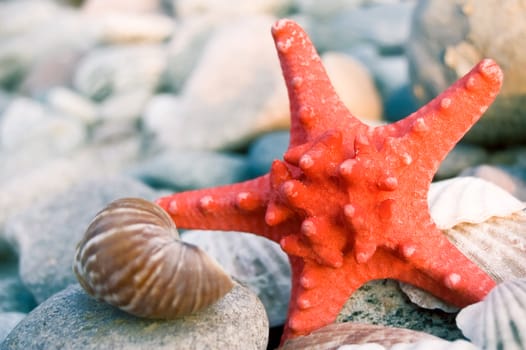 Starfish and shells with stones.