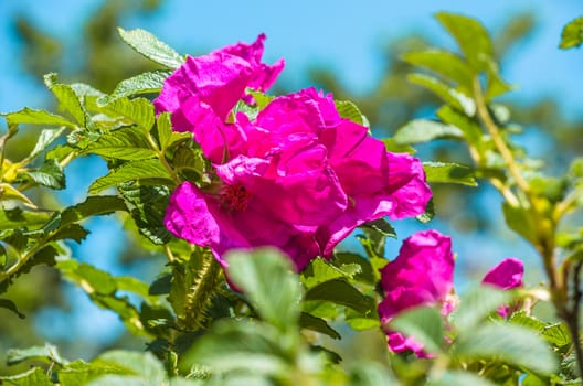 Flower, pictured here, a wild rose in the background green leaves.