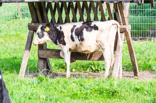 Black and white calf on a green meadow in front of the feeding trough.