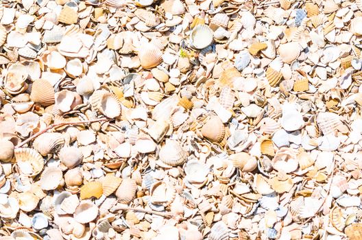 Shells on the beach. Ideal as a background image on the desktop