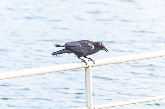 Crow on the lookout for food.
Sitting on a railing.