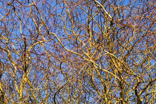 Texture of the Autumn Willow Branches