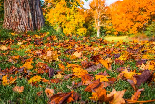 Colorful autumn leaves in the grass in a park