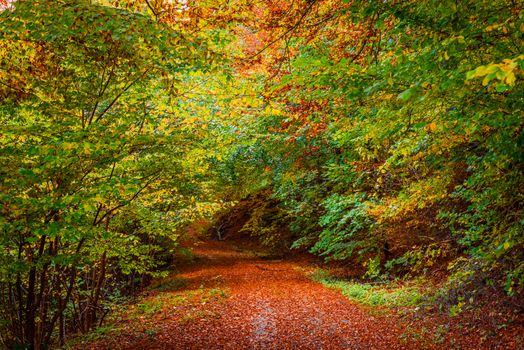 Autumn leaves on the forest floor in the fall