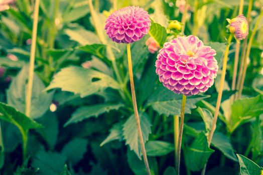 Violet Dahlia flowers in a green garden