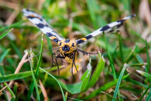 Abraxas grossulariata butterfly flying over fresh green grass