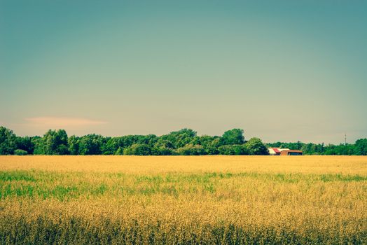 Golden crops on a field with a barn in the summer