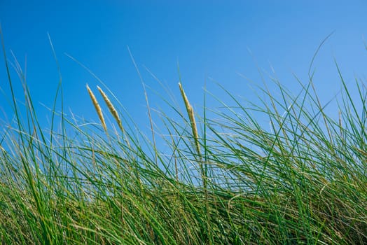 Tall green grass on a blue sky in the summer