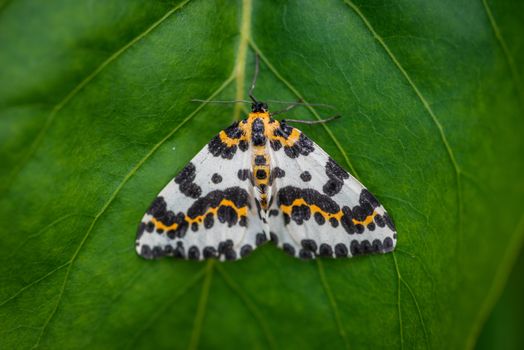 Harlekin butterfly on a dark green leaf background