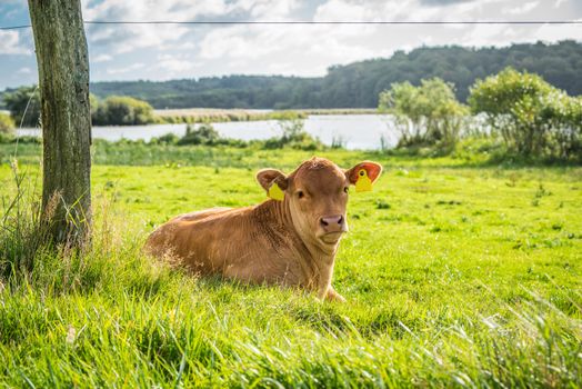 Calf relaxing in the green grass in the summer