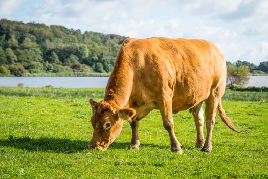 Cow eating fresh green grass on a countryside field