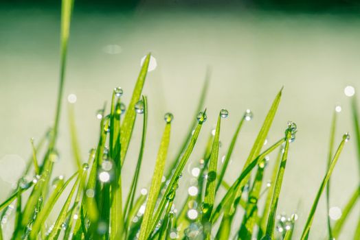 Wet grass with dew in green color