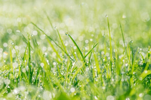 Fresh grass with dew and raindrops