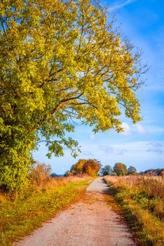 Autumn landscape with a path in daylight