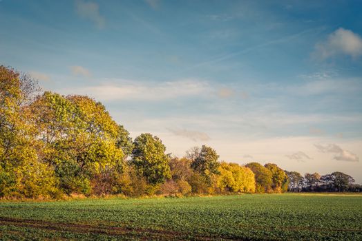 Colorful tree by a field in the fall