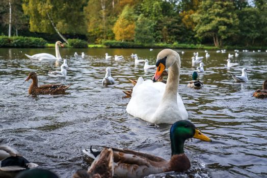 Lake with swans and ducks in the water