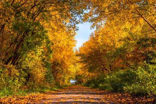 Nature path with trees in autumn colors