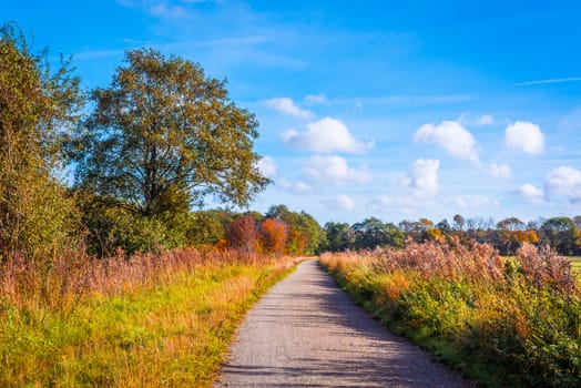 Colorful trees by a trail in the autumn