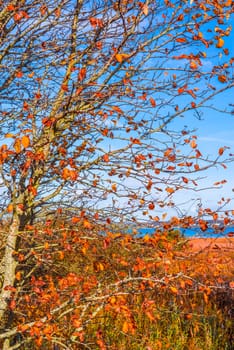 Red leaves on a tree in the autumn