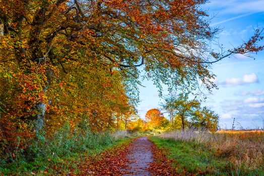 Nature path in the fall with colorful trees