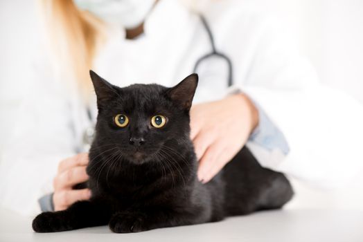 The veterinarian is examining the black domestic cat.