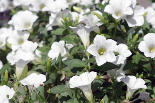 Close-up flowers of white petunias