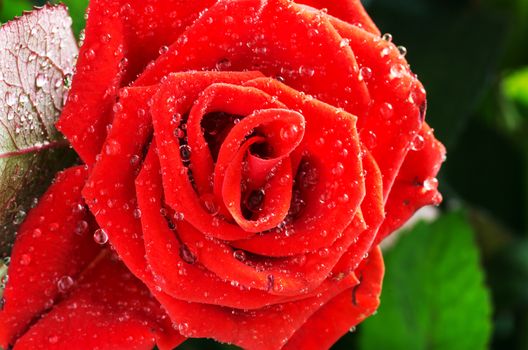 Macro purple roses flower with water drops.