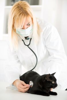 The veterinarian is examining the black domestic cat using a stethoscope. 