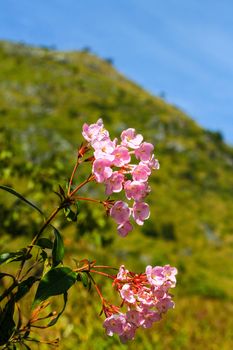 The wildflowers scientific name "Pedicularis siamensis", species found growing all over the top of Doi Chiang Dao altitude 1,900 meters up , Chiang Mai Thailand.