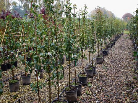 Growing young apple trees in a nursery with drip irrigation pipes