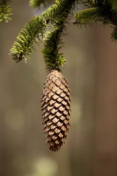 single cone hang on branch spruce