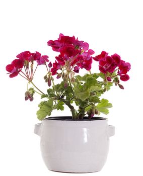 decorative flower in flower-pot on white background