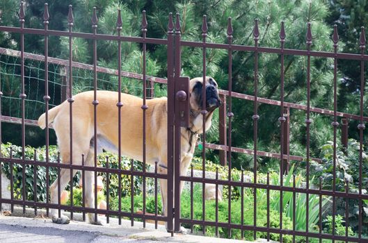 Large guard Dog Behind Fence