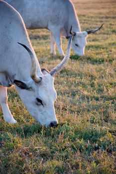 White cow with big horns in the sunset