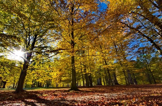 Colorful autumn trees